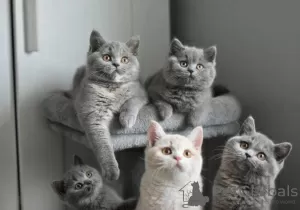 Photo №1. british shorthair - for sale in the city of Люксембург | Is free | Announcement № 125706