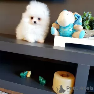 Photo №2 to announcement № 128820 for the sale of pomeranian - buy in Germany private announcement