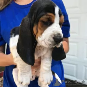 Photo №2 to announcement № 130441 for the sale of basset hound - buy in Germany 