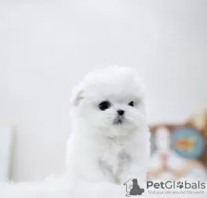 Photo №2 to announcement № 105236 for the sale of bichon frise - buy in United States private announcement, breeder