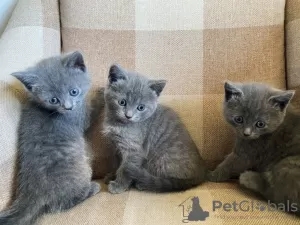 Photo №2 to announcement № 69132 for the sale of russian blue - buy in Finland 