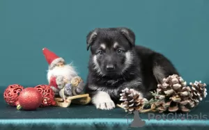 Photo №1. east-european shepherd - for sale in the city of Riga | negotiated | Announcement № 128581