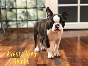 Photo №1. boston terrier - for sale in the city of Vsevolozhsk | 584$ | Announcement № 9791