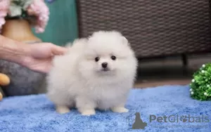 Photo №2 to announcement № 84936 for the sale of pomeranian - buy in United States private announcement