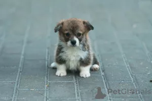 Additional photos: Welsh corgi pembroke puppies