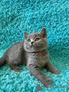 Photo №1. british shorthair - for sale in the city of Brest | 581$ | Announcement № 113144