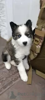 Additional photos: Siberian Husky puppies for sale