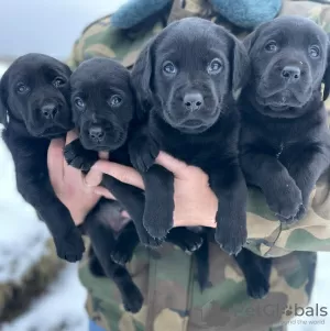 Photo №3. Labrador puppies. Lithuania