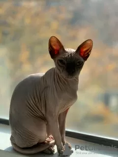 Photo №4. I will sell sphynx cat in the city of Даллас. private announcement - price - negotiated