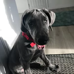 Photo №1. great dane - for sale in the city of Амстердам | 475$ | Announcement № 79980