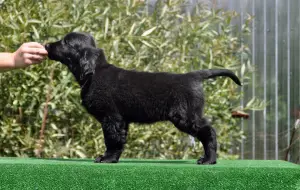 Photo №3. Puppies for straight-haired retriever. Russian Federation