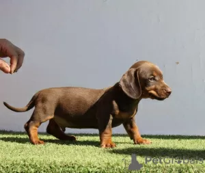 Photo №3. dachshund. Serbia