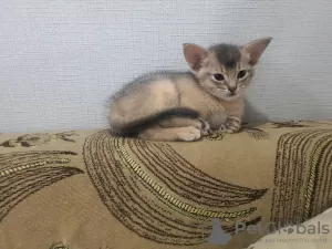 Photo №4. I will sell abyssinian cat in the city of Tomsk. from nursery - price - 521$