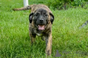 Additional photos: Dogo Canario - Presa Canario puppies