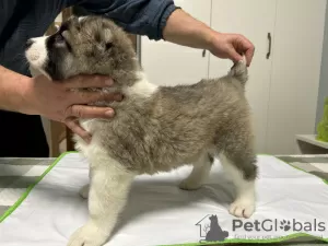 Additional photos: Caucasian Shepherd puppies