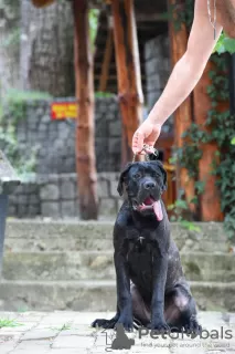 Photo №4. I will sell cane corso in the city of Loznica. breeder - price - negotiated