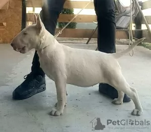 Additional photos: Standard bull terrier puppies