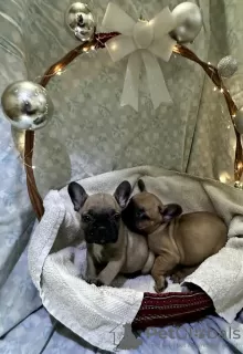 Photo №2 to announcement № 129446 for the sale of french bulldog - buy in Serbia breeder