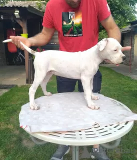 Photo №4. I will sell american bulldog in the city of Kovin. breeder - price - negotiated