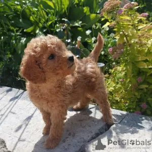 Photo №4. I will sell poodle (toy) in the city of Minsk. breeder - price - 472$