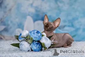 Photo №4. I will sell sphynx-katze in the city of Москва. from nursery - price - negotiated