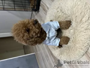 Photo №4. I will sell poodle (toy) in the city of Belgrade. breeder - price - negotiated