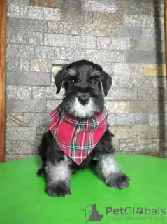 Additional photos: Miniature schnauzer puppies