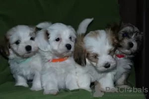 Additional photos: Havanese puppies