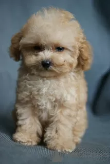 Additional photos: Doll boy micro mini Maltipoo, tikap