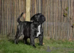 Additional photos: bullmastiff female Duchess available