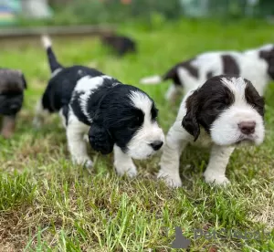 Photo №1. english springer spaniel - for sale in the city of Námestovo | 1268$ | Announcement № 57517