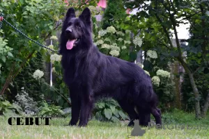 Additional photos: Black German Shepherd