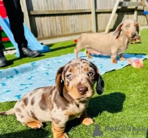 Photo №3. Affordable Miniature Dachshund home bred puppies!. United States