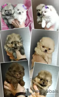 Additional photos: Pomeranian Spitz, puppies. Mini bears