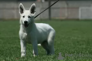 Additional photos: White Swiss Shepherd puppies