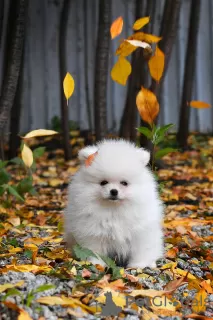 Additional photos: Exclusive pomeranian