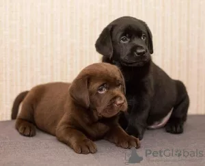 Photo №1. labrador retriever - for sale in the city of Tver | 466$ | Announcement № 7488