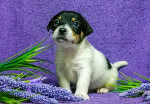 Additional photos: Jack russell terrier heterosexual puppies