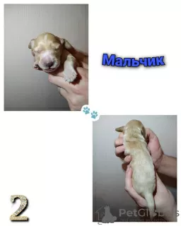 Photo №4. I will sell english cocker spaniel in the city of Lyubertsy. private announcement - price - 270$