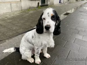 Photo №1. Mating service - breed: english cocker spaniel. Price - Is free