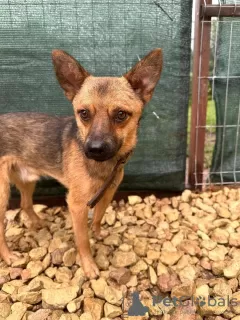 Photo №3. A dog in a T-shirt is looking for a home. Russian Federation