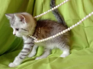 Photo №4. I will sell scottish fold in the city of Chernigov. from nursery, breeder - price - 138$