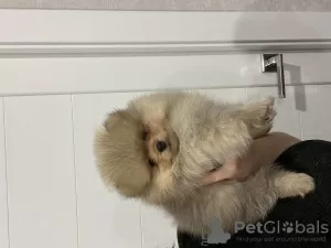 Additional photos: small german spitz