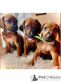 Photo №4. I will sell rhodesian ridgeback in the city of Aarau. private announcement - price - 2366$