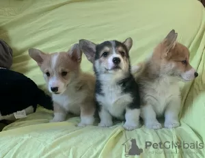 Photo №1. welsh corgi - for sale in the city of Berlin | 141$ | Announcement № 129387