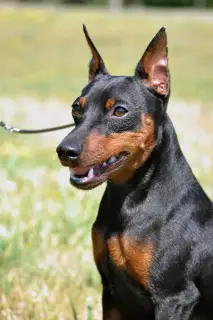 Additional photos: Miniature pinscher, titled male for mating