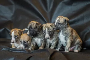 Photo №3. WHIPPET PUPPIES. Russian Federation