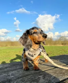 Photo №3. Dachshund. Germany