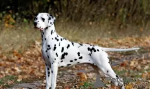 Additional photos: Dalmatian puppy with pedigree and parents champions https // obyava.ua / ru /