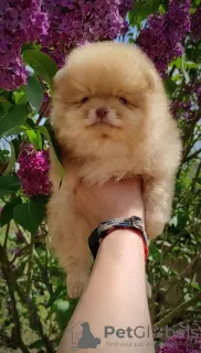 Additional photos: Pomeranian Spitz, puppies. Mini bears